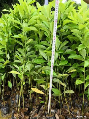 廠家直銷火力楠-醉香含笑 生態(tài)造林主打苗木的選擇與優(yōu)勢