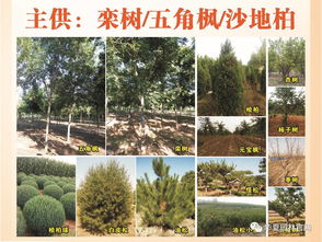 綠染山川 千萬苗木人托起的萬畝造林畫卷