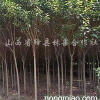 山西運城絳縣林果合作社 造林苗木供應新亮點
