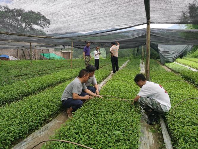 德宏州林業和草原局對2020年雨季造林苗木質量進行例行監督檢查